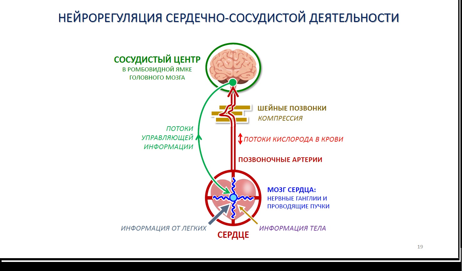 Регулирует сердечно сосудистую деятельность. Гимнастика для поступления кислорода в мозг.